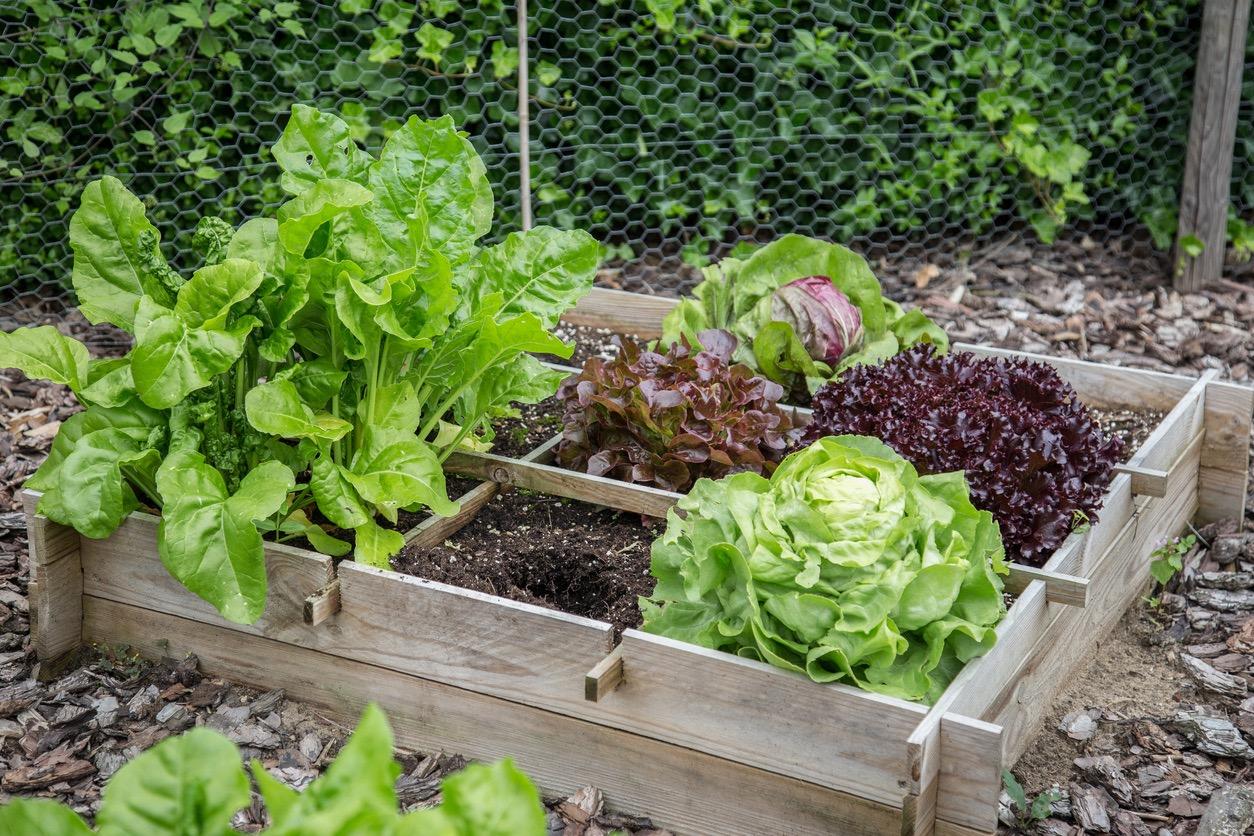 Small vegetable garden in wooden raised bed