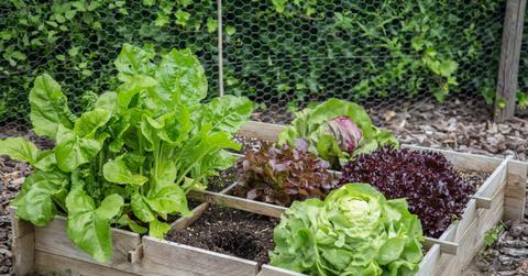 Small vegetable garden in wooden raised bed