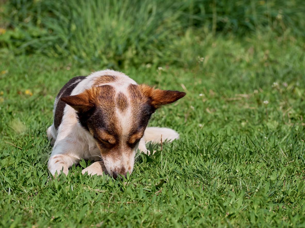 A medium dog lowers his head to chew on his front paw while laying in a field of grass.