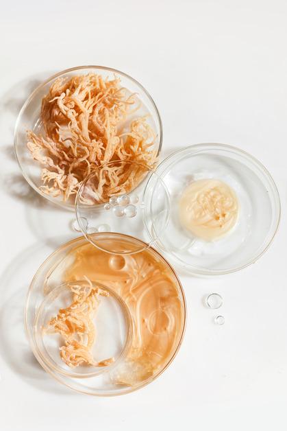 Sea moss in petri dish next to two other petri dishes with other cosmetic products.