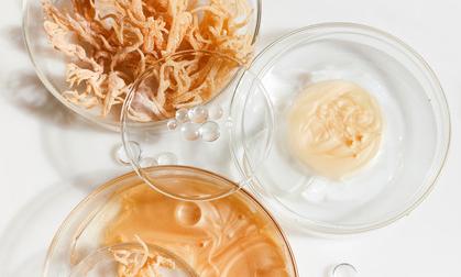 Sea moss in petri dish next to two other petri dishes with other cosmetic products.
