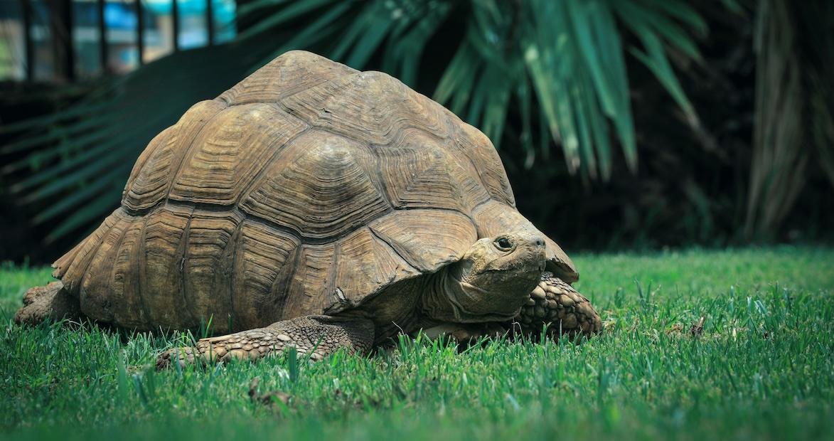 bolson tortoise colossal
