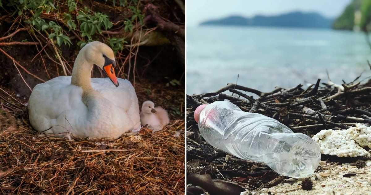 (L) A swan with its young one sitting in their nest. (R) Plastic waste on the shore of a river. (Representative Cover Image Sources: (L) David Kanigan, (R) Catherine Sheila)