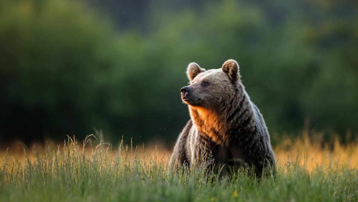 A brown bear stands in a field of grass while looking off in the distance with golden sunlight. 