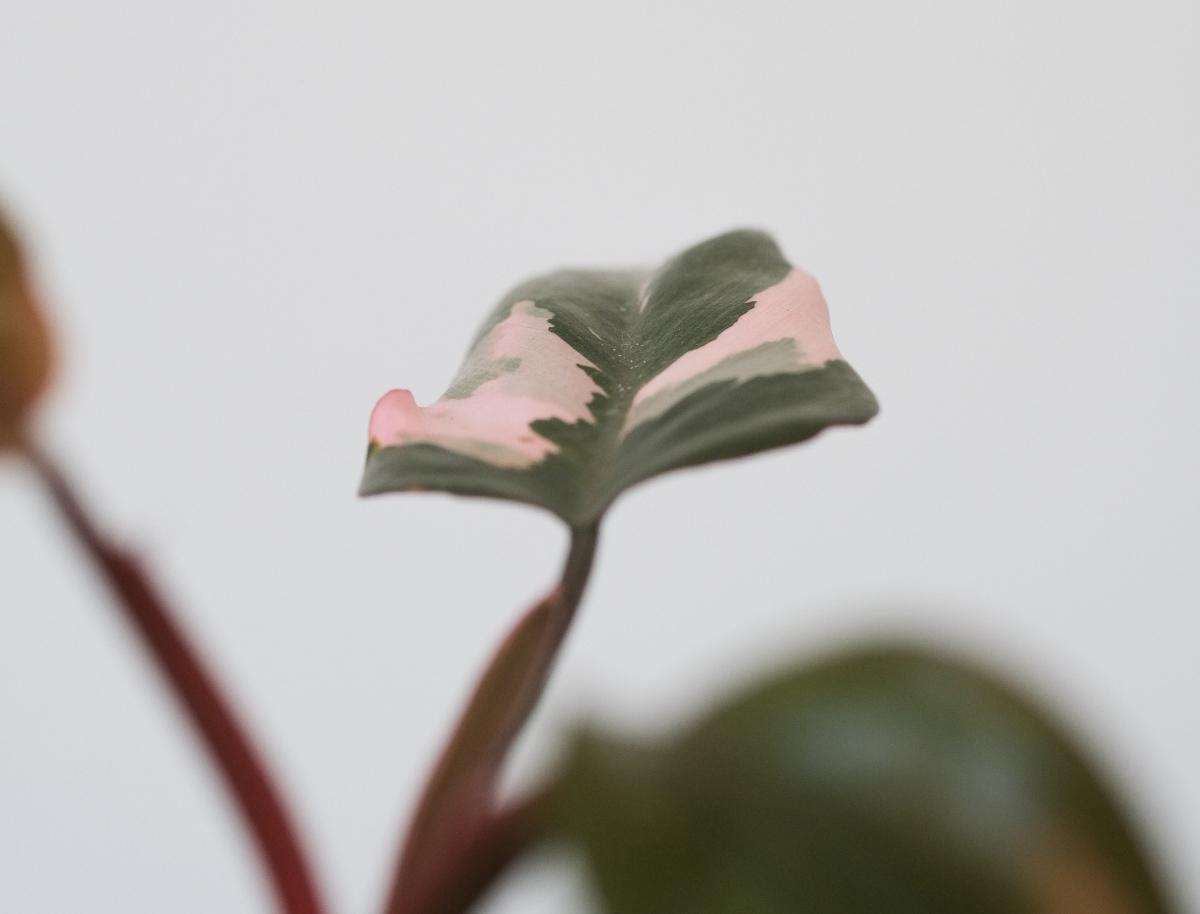 Pink Princess Philodendron close-up