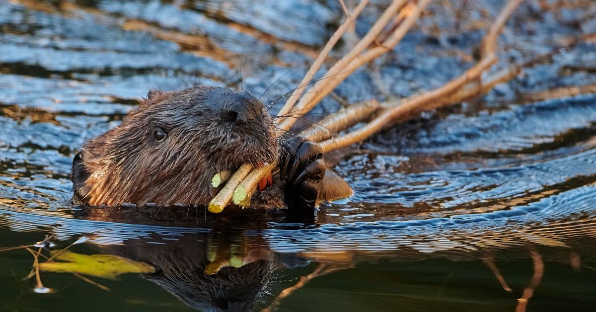 Eurasian never carrying sticks in their mouth while swimming in a lake.