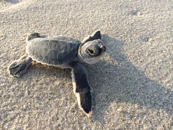 Endangered Green And Loggerhead Turtles Make Comeback