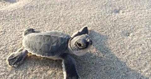 seaturtle