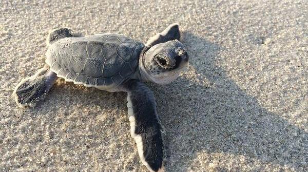 Endangered Green And Loggerhead Turtles Make Comeback