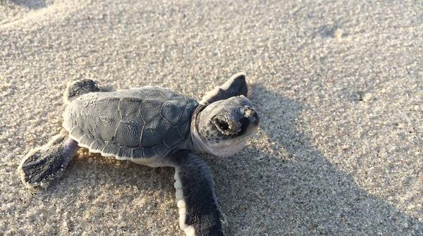 Endangered Green And Loggerhead Turtles Make Comeback