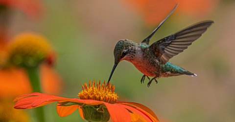 A hummingbird drinks from an orange flower