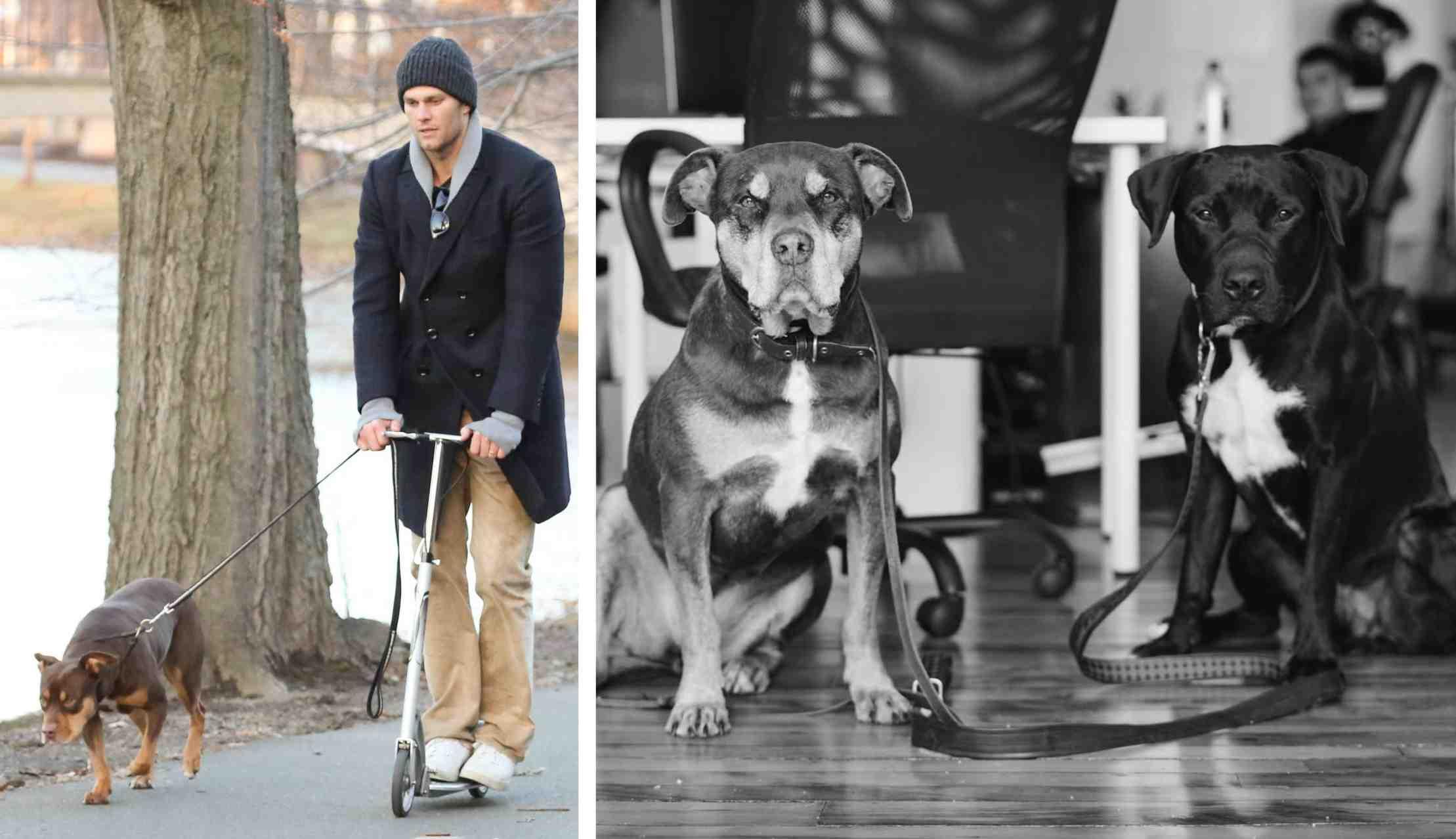 Tom Brady (left) is pictured, while dogs Lua and Onyx are pictured on the right.
