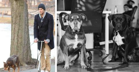 Tom Brady (left) is pictured, while dogs Lua and Onyx are pictured on the right.