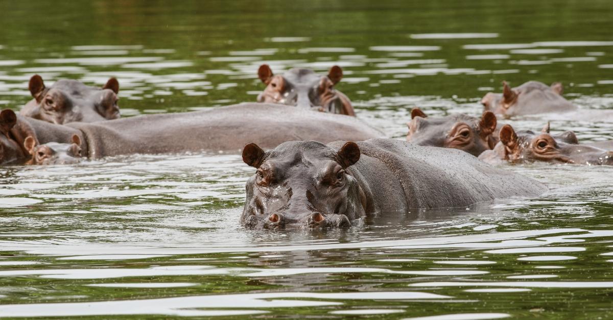 Hippos in a river in Columbia. 