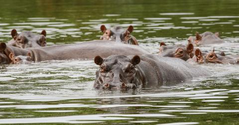 Hippos in a river in Columbia.