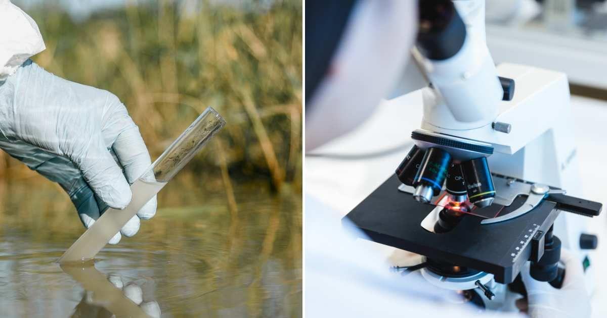 (L) A person wearing gloves collects pond water sample. (R) A woman observing a sample under the microscope (Representative Cover Image Source: Getty Images | (L) D-Keine, (R) Patricio Nahuelhual)