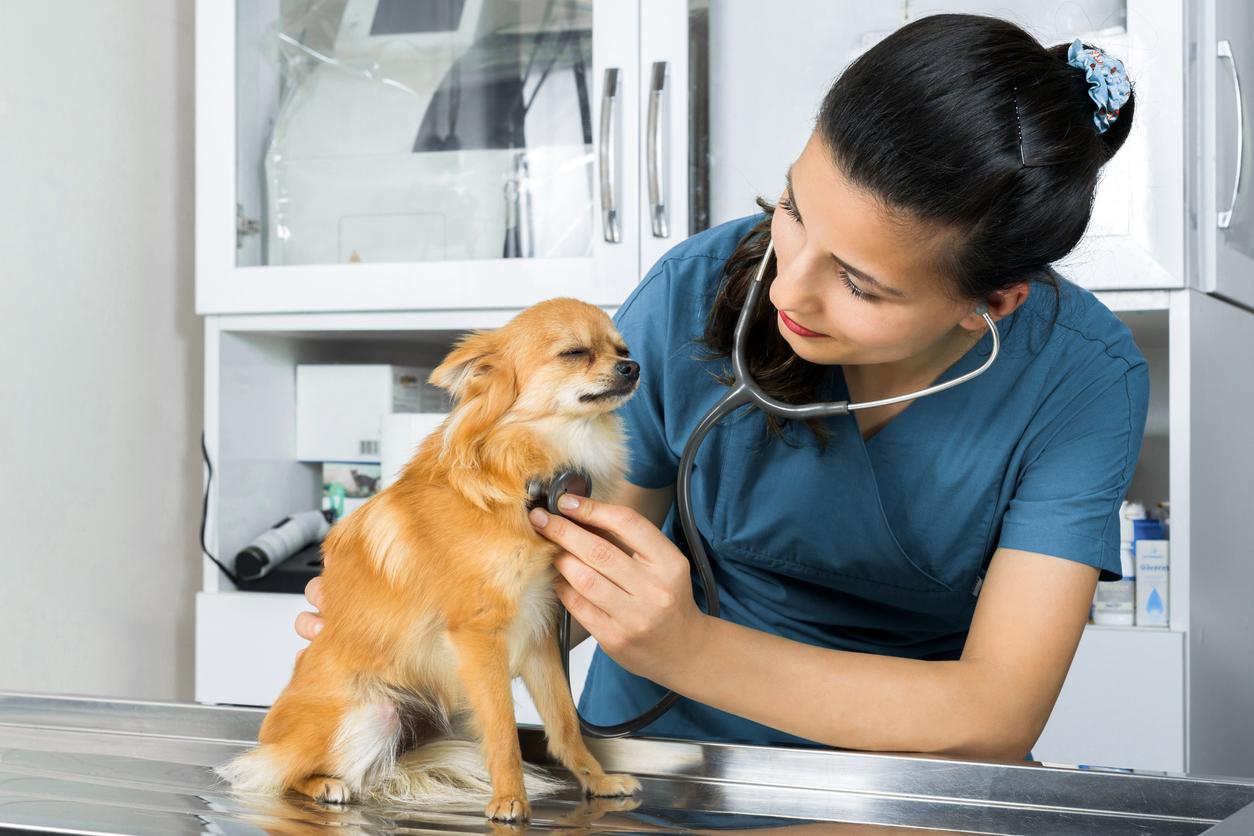 A veterinarian checking a Chihuahua's vitals with a stethoscope.