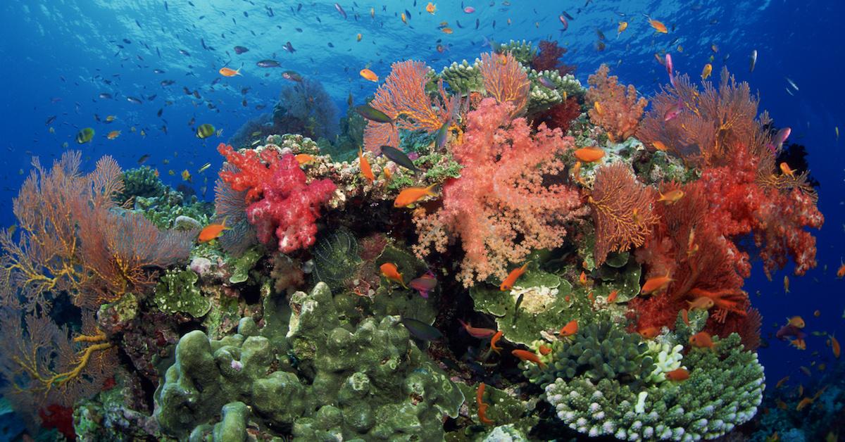 Photograph of a coral reef underwater.