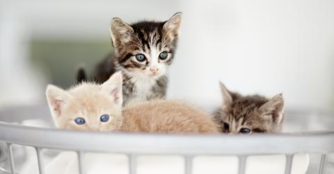 Kittens in laundry basket