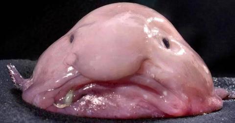 A blobfish.