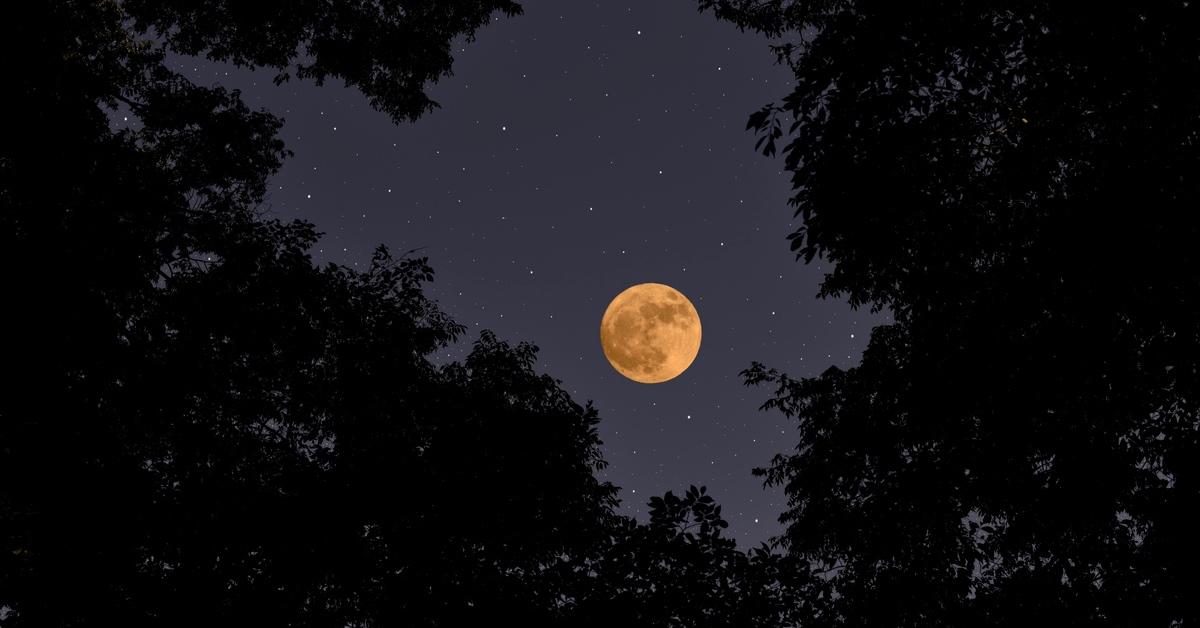 Orange moon in the night sky surrounded with trees. 