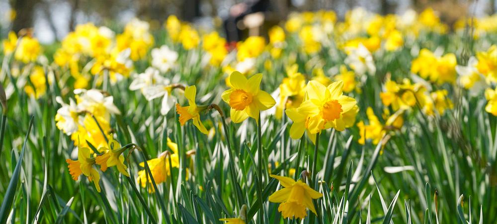 Daffodils growing in tall grass.