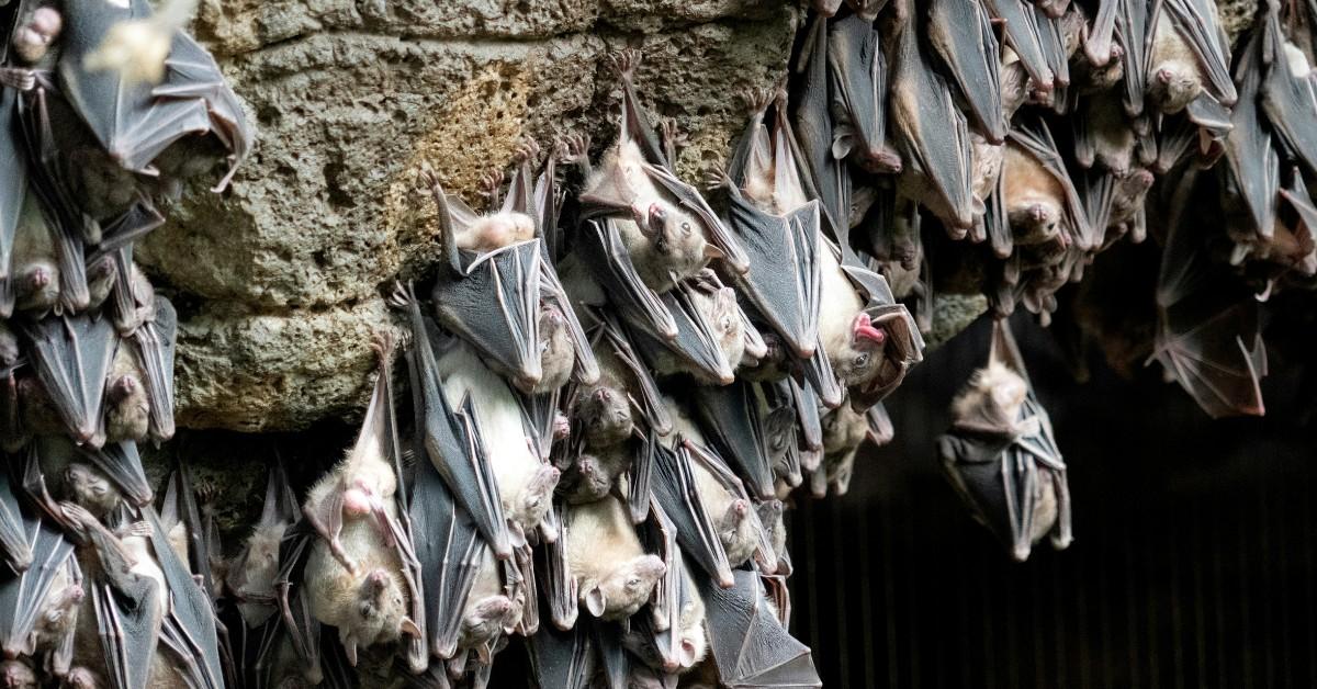 Fruit bats hang from the bottom of a cave surface