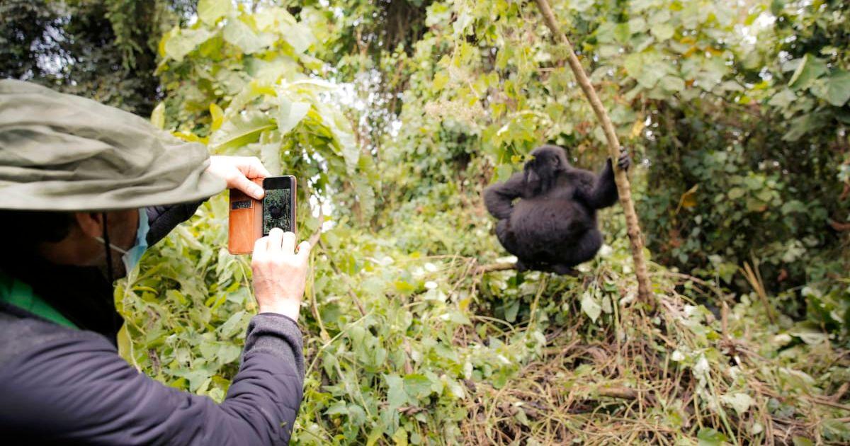 Man photographs a gorilla in a jungle. (Representative Cover Image Source: Getty Images | Westend61)