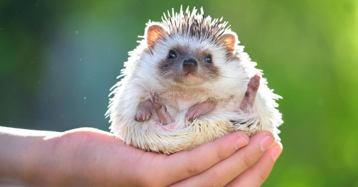 Hedgehog store pet info