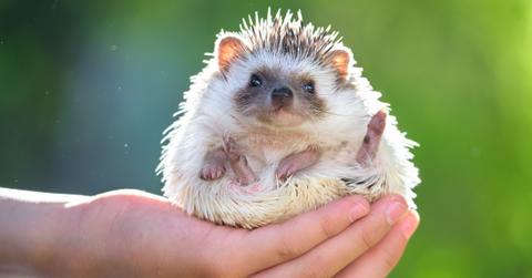 Someone holding a hedgehog in their hand.