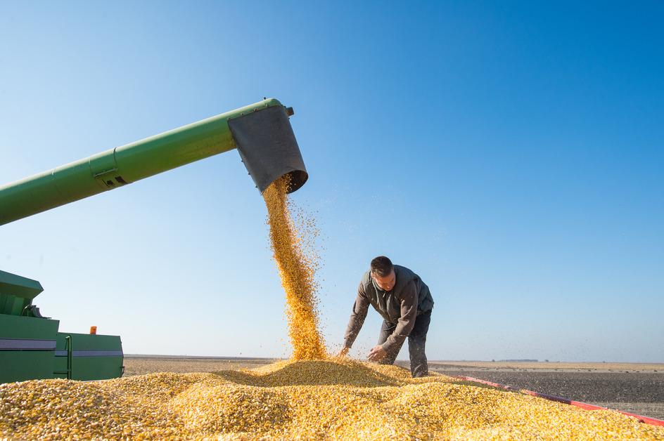 Industrial corn farming