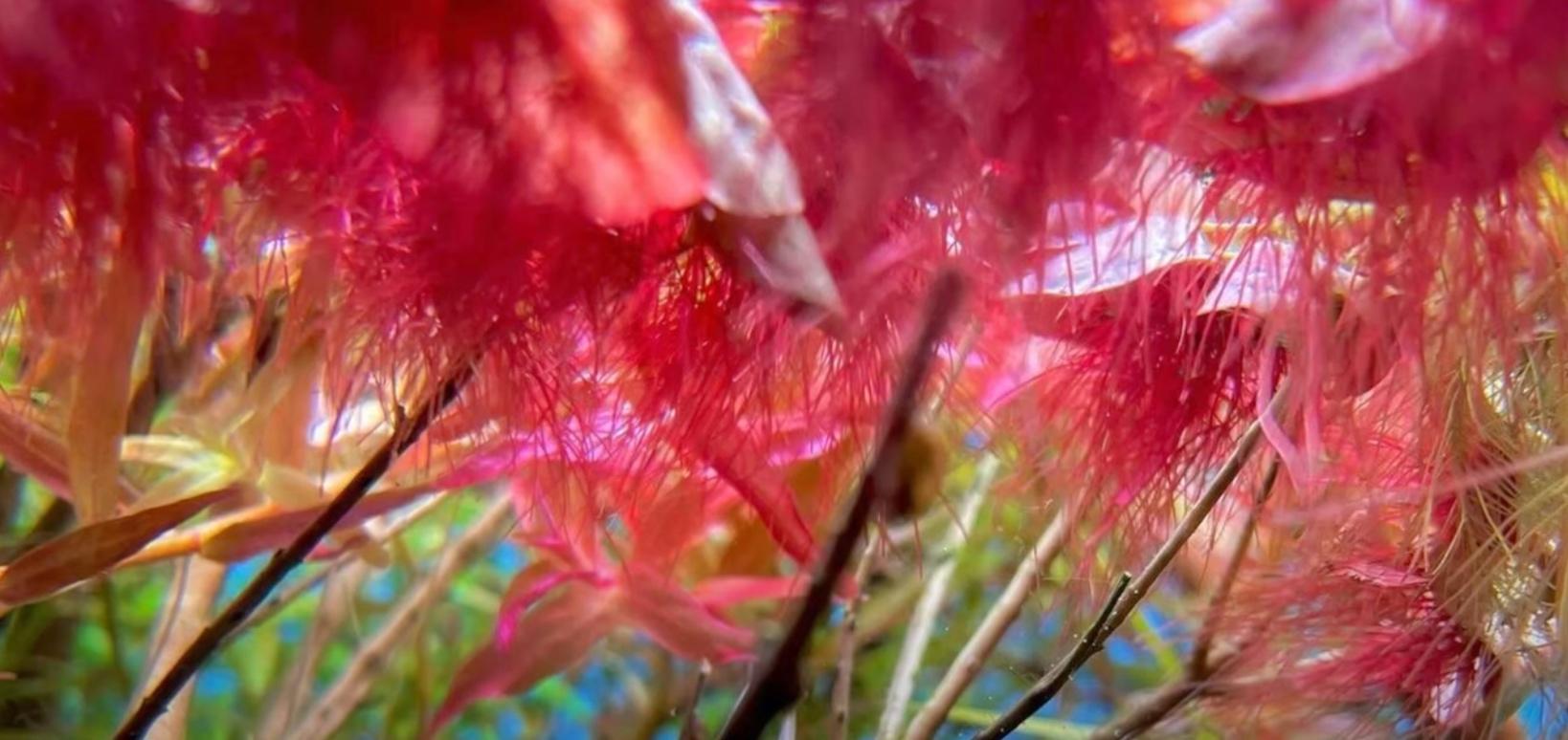 A Red Root Floater plant underwater.