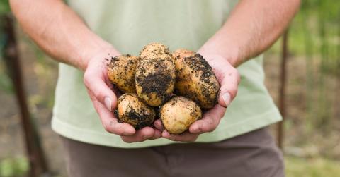 best manure for vegetable gardening