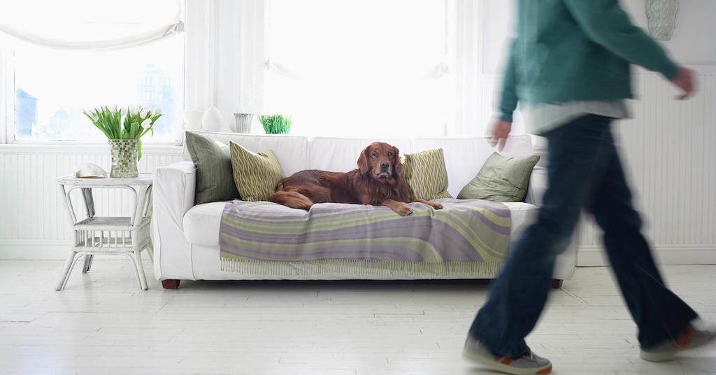 Why Does My Dog Steal My Seat? Pet Parents, Listen Up