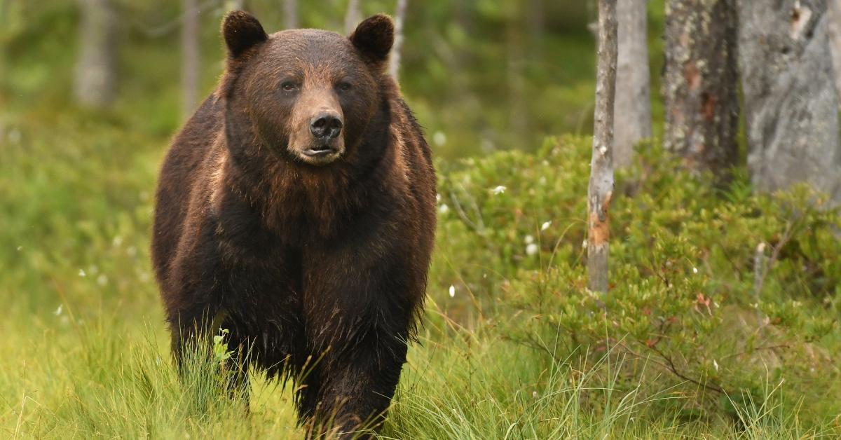 Brown bear in the wilderness. 