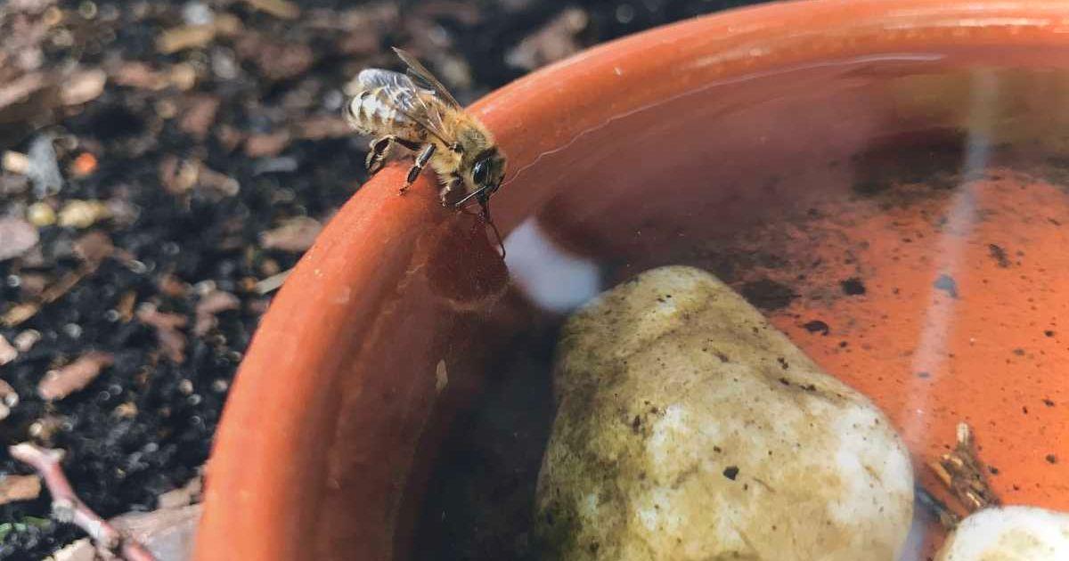 A bee drinks water from a bee bath. (Representative Cover Image Source: Getty Images | Ravindra Hampf)