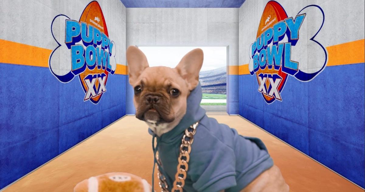 Puppy Bowl XX Will Feature an Exciting Lineup How to Watch