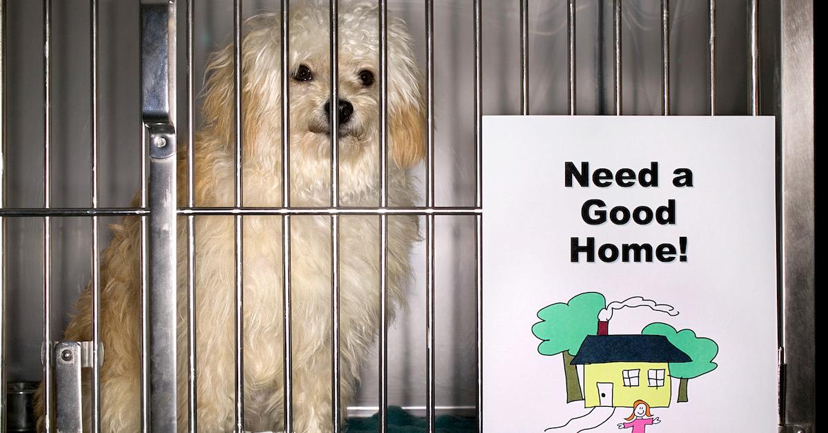 Dog Shelters Versus Dog Rescues: What Is the Difference?