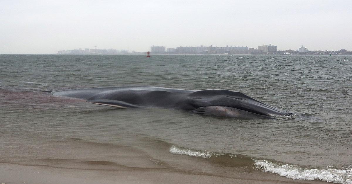 Young Whale Found in Philippines With 88 Pounds of Plastic Bags in Stomach  Died of 'Dehydration and Starvation