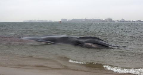 beached whale philippines