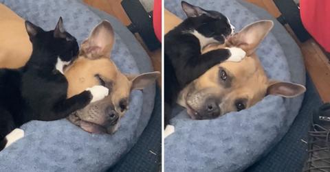 New kitten cuddling with dog.