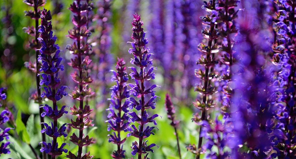 Salvia flowers