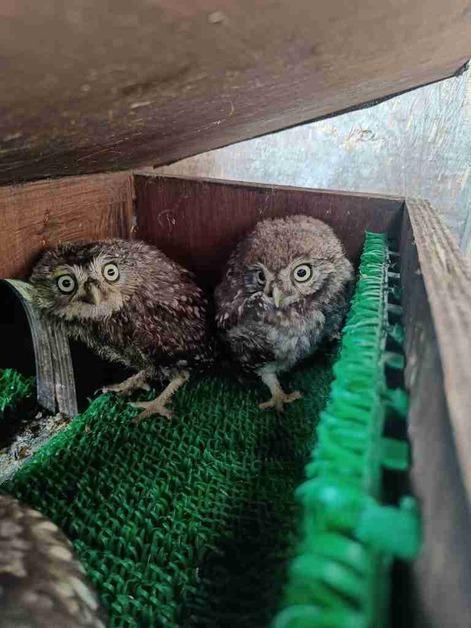 Two owl chicks that were discovered under the Pyramid Stage at Glastonbury. 