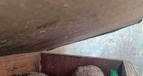 Two owl chicks that were discovered under the Pyramid Stage at Glastonbury.