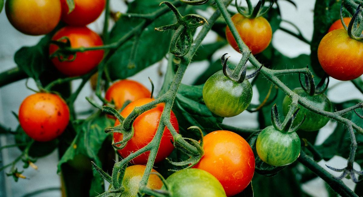 Heirloom cherry tomatoes