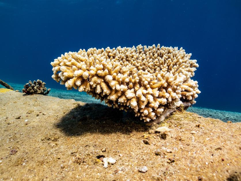 coral moribundo