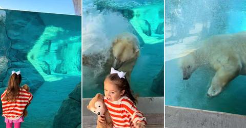 Screenshots showing an interaction between a girl and a polar bear in a zoo. (Cover Image Source: TikTok | Photo by @nomadicshannon)