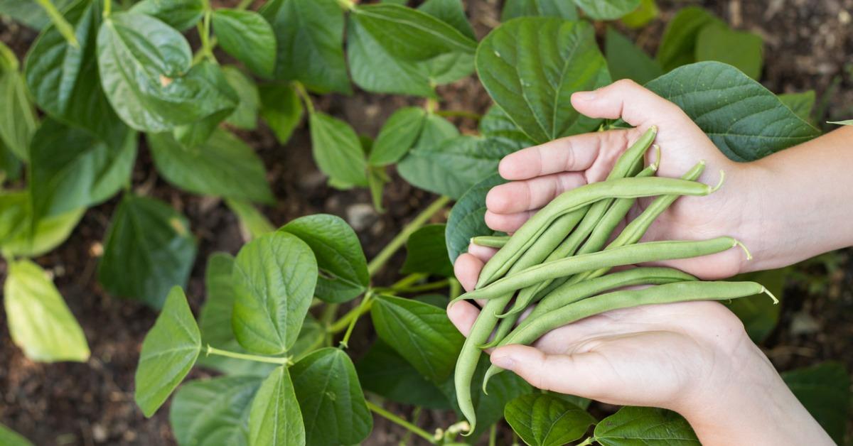 how to grow green beans