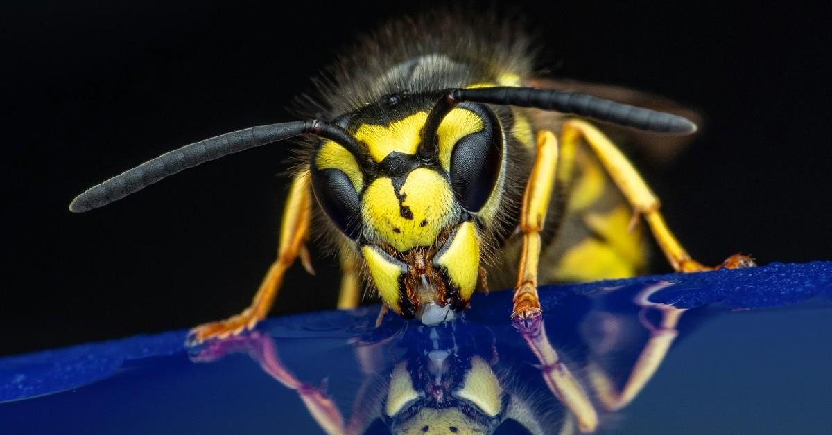 Closeup of a yellowjacket's face