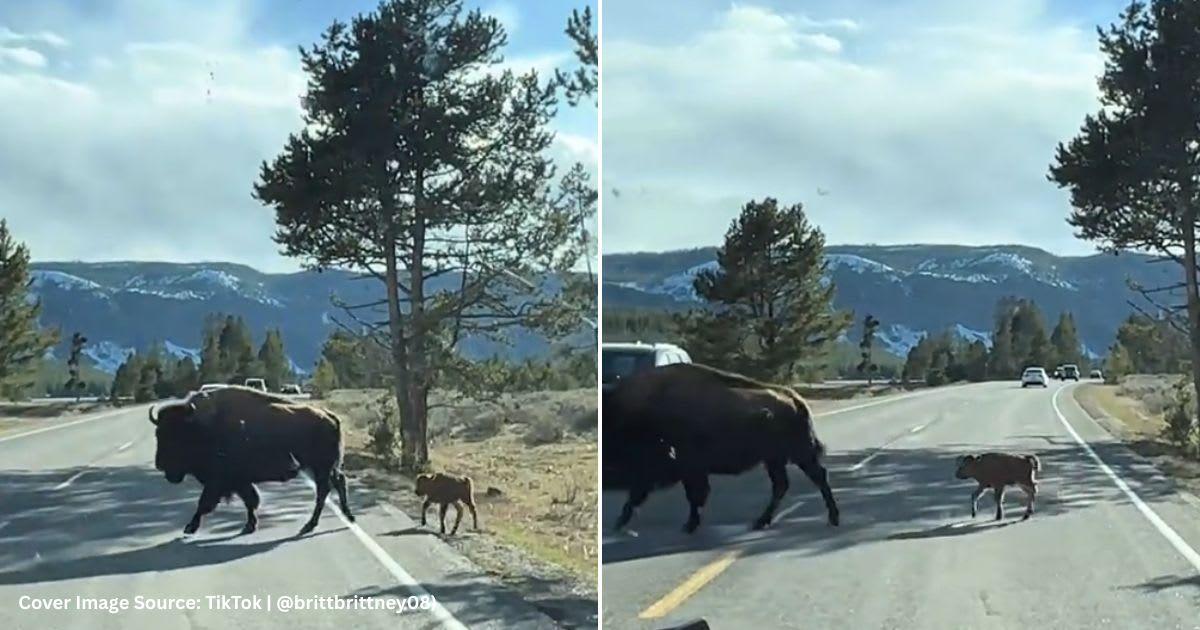 Screenshots of mother and baby bison. (Cover Image Source: TikTok | @brittbrittney08)